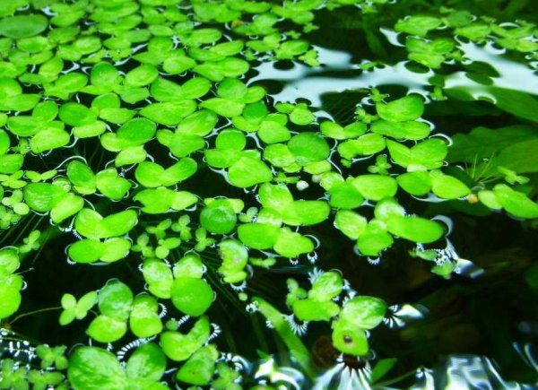 Ряска малая Lemna Minor l.