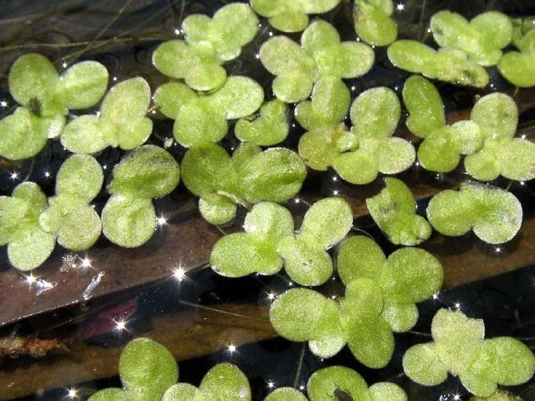 Ряска малая