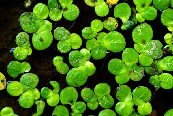 Цветок Ряска Лесная