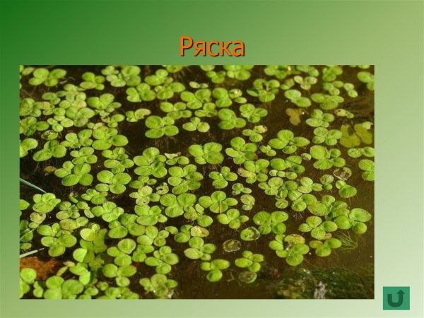 Ряска малая карандашом