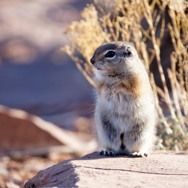 Милые суслики