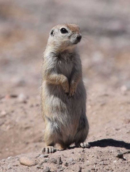 Суслик Степной