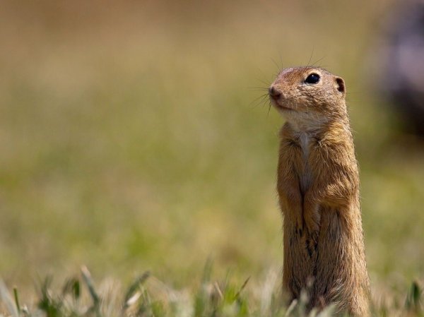 Олег суслик