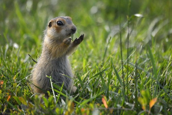 Большой суслик (Spermophilus Major)