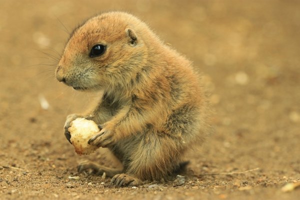 Грызун Туко Туко