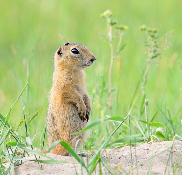 Суслик в степи
