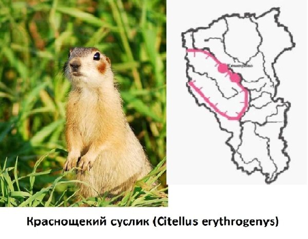 Суслик Краснощекий в красной книге
