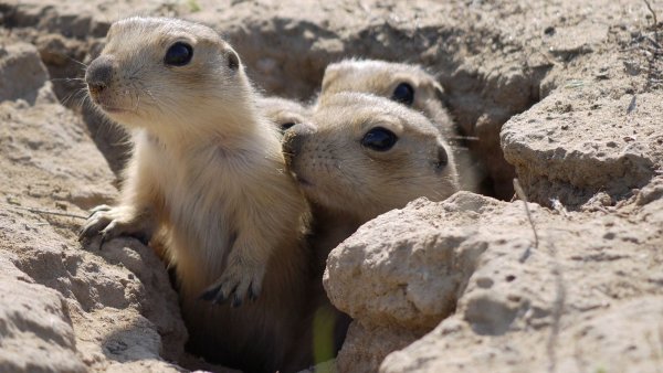 Суслик Белдинга