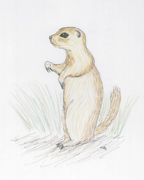 Рисунки сусликов