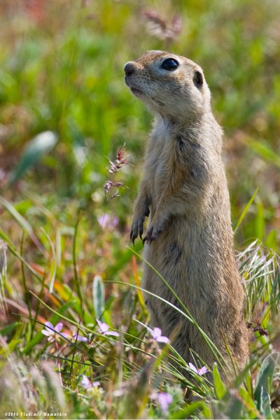 Левобережный малый суслик