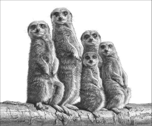 Сурикат Графика