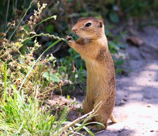 Европейский суслик (Spermophilus citellus)