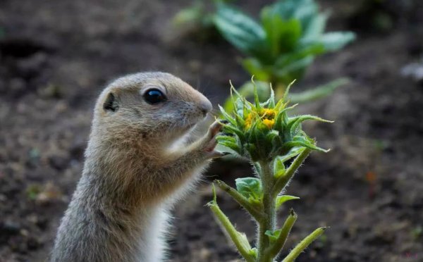 Довольный суслик