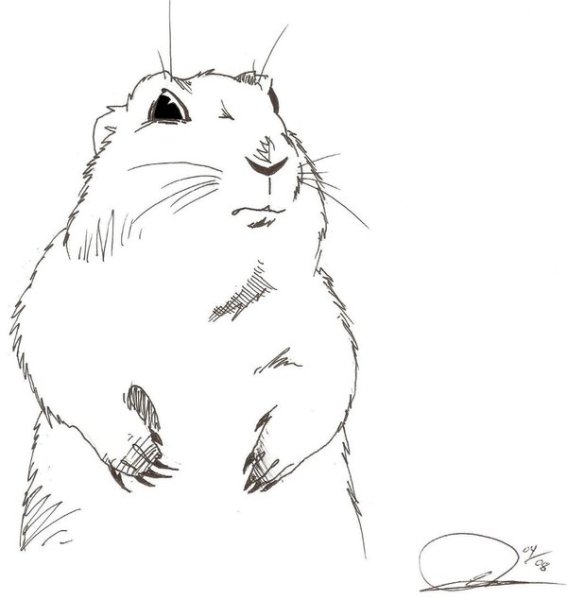 Байбак рисунок карандашом