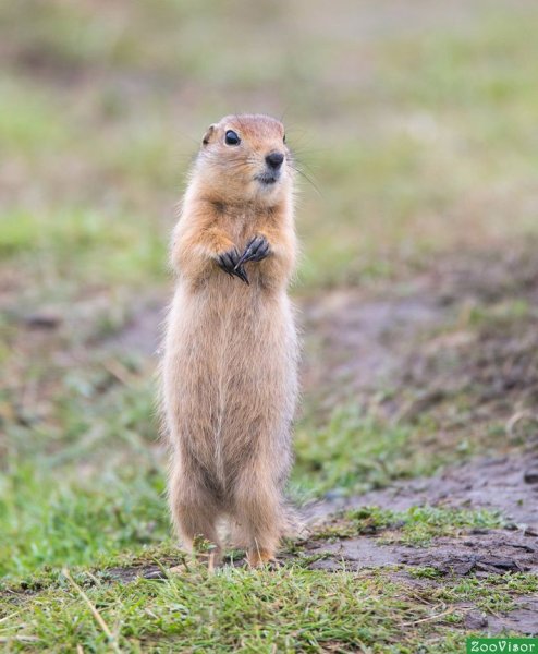 Айдахский суслик