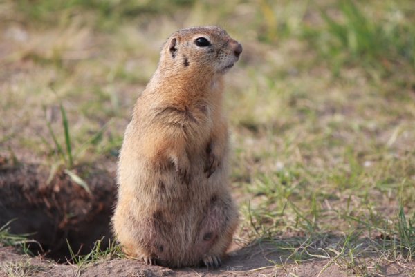 Желтый суслик Spermophilus fulvus