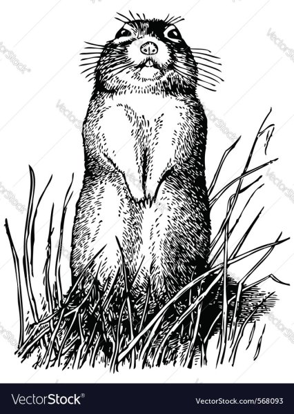 Суслик Графика