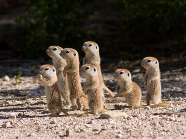 Детеныш суслика