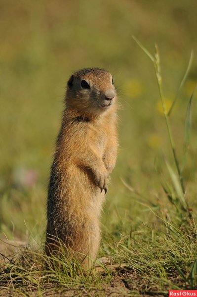 Суслики, сурки, ящерицы
