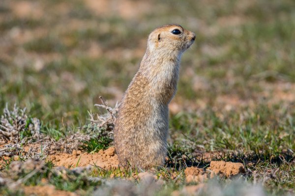 Крымский суслик