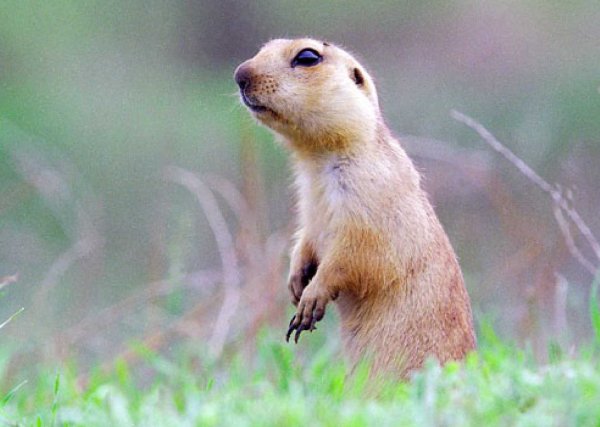 Суслик Дальневосточный