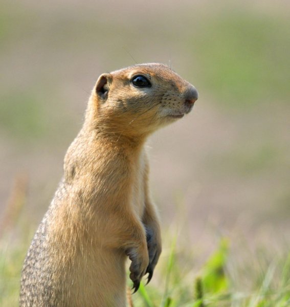 Руслан суслик