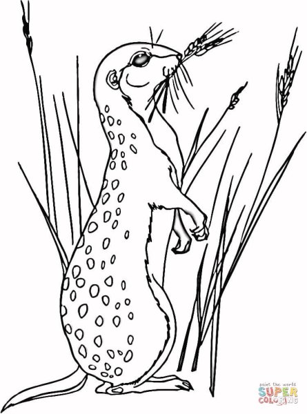 Суслик раскраска