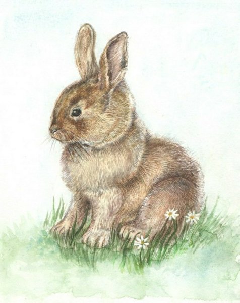 Заяц иллюстрация
