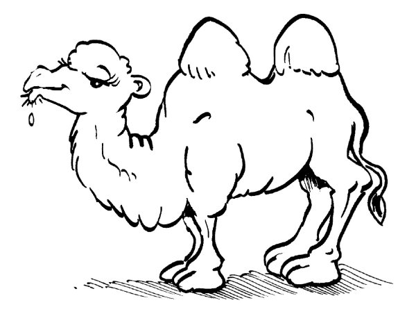 Верблюд раскраска для детей