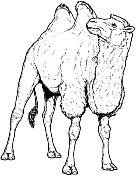 Верблюд раскраска цветная