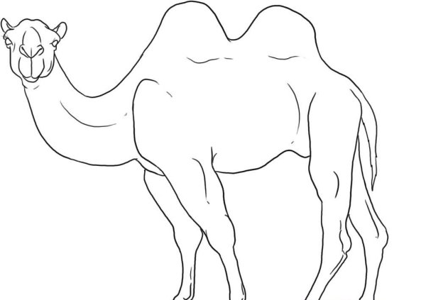 Camels карандашом