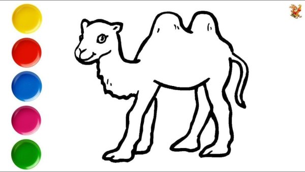 Одногорбый верблюд контур