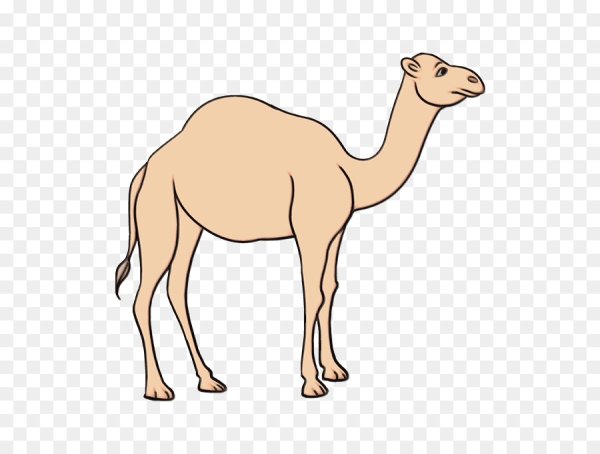 Верблюд рисунок карандашом