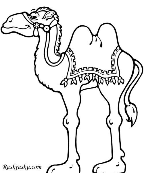 Верблюд раскраска для детей