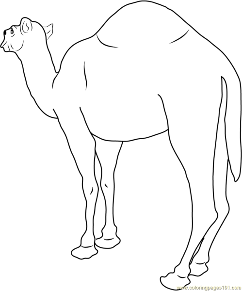 Верблюд рисунок