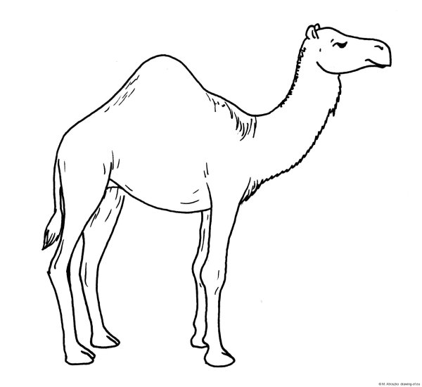 Киплинг отчего у верблюда горб раскраска