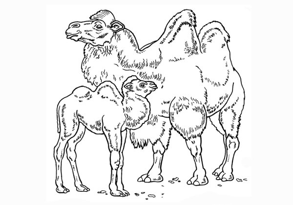 Верблюд контур