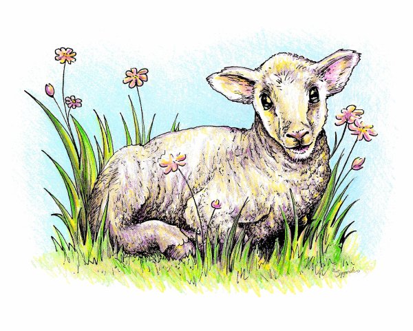 Ягненок иллюстрация