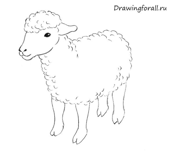 Овца карандашом