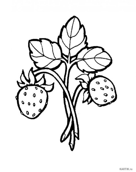 Земляника раскраска для детей