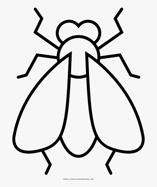 Муха черно белая