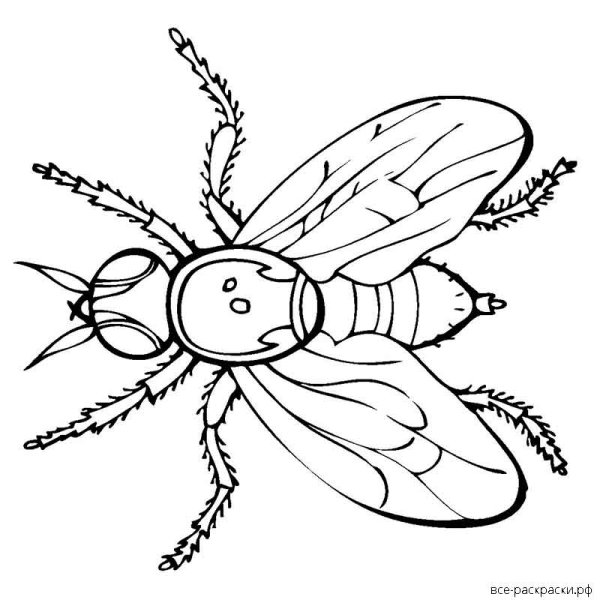 Муха поэтапное рисование