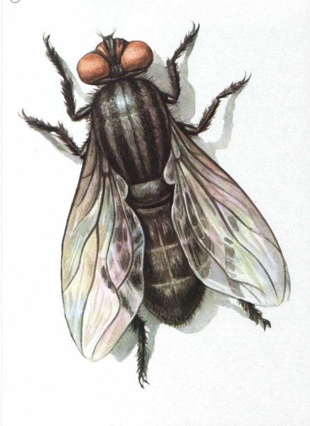 Муха раскраска