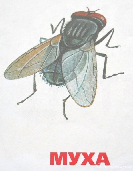 Схема рисования насекомых для дошкольников