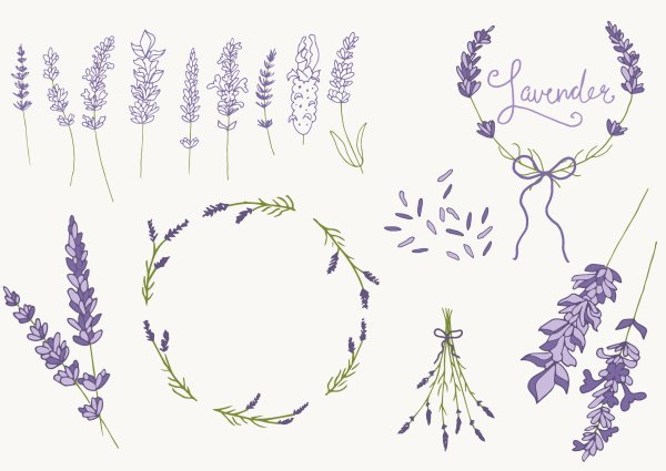 Лаванда орнамент