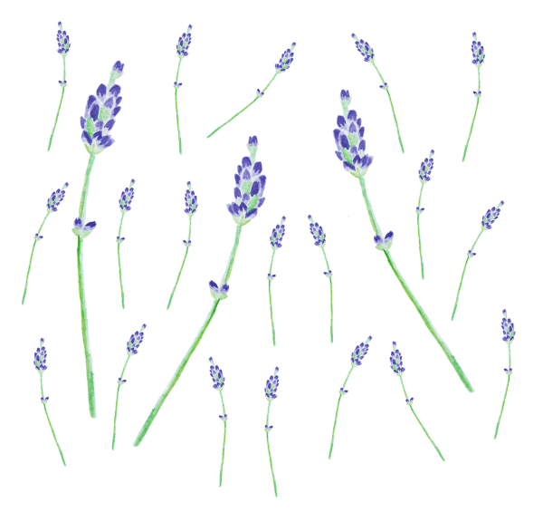 Мини рисунок лаванды