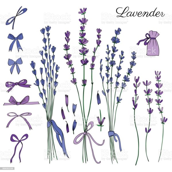 Лаванда вектор контур