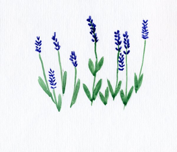 Лаванда рисунок
