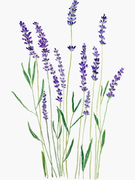 Лаванда Ботаническая иллюстрация