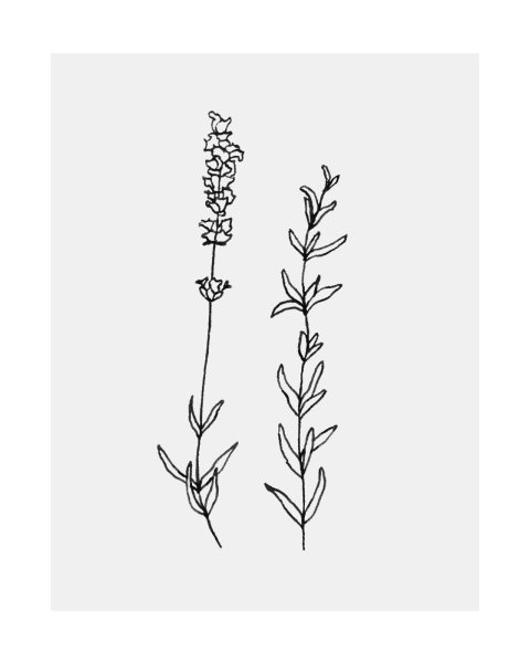 Ветка лаванды